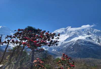 Mt. Manaslu as seen from Tsum valley