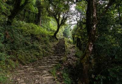 Mardi Himal Trek Route : Tropical forest