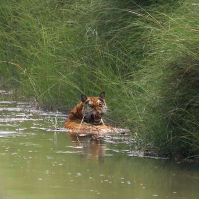 Bardia National Park