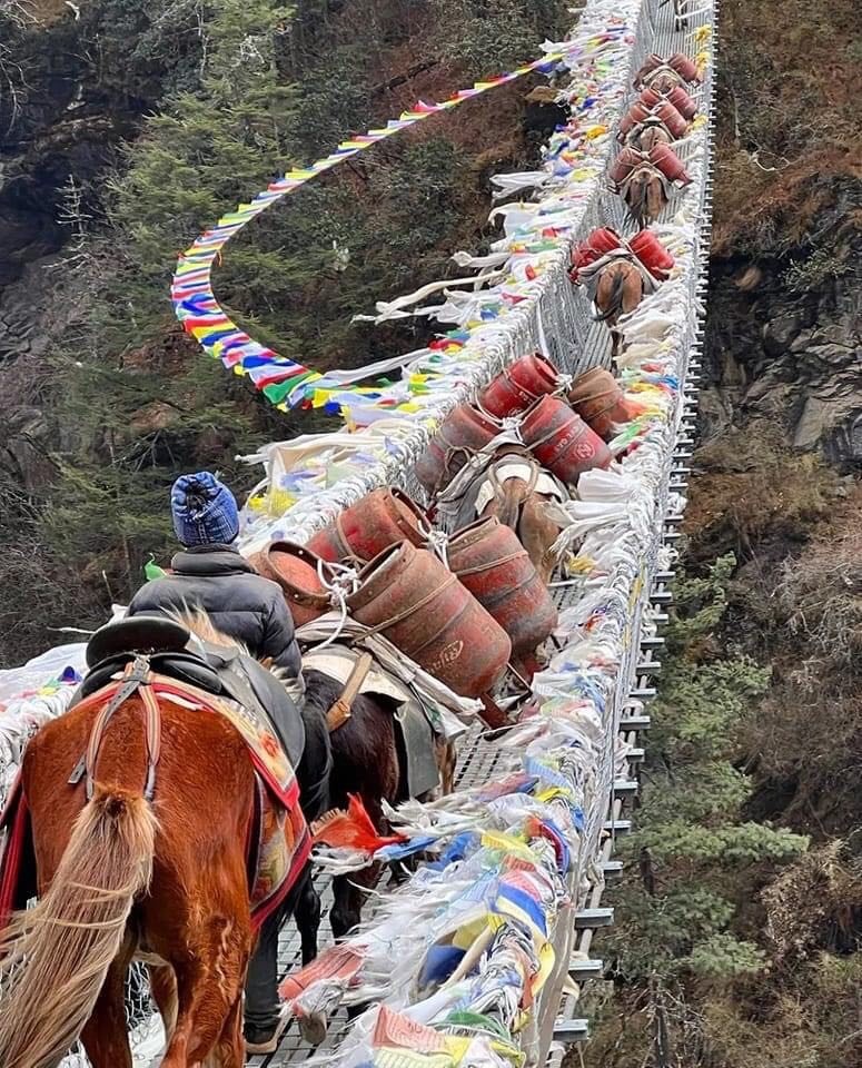 horses carrying cooking gas cylinder on the way to manaslu circuit trek