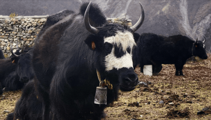 Annapurna Circuit Trek Photos